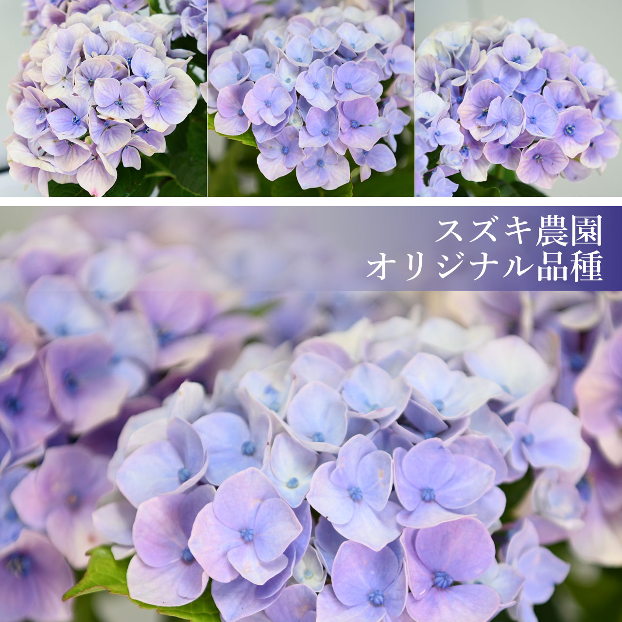 数量限定】紫陽花 ドリーミー ブルー 5号鉢 鉢植え ギフト 母の日