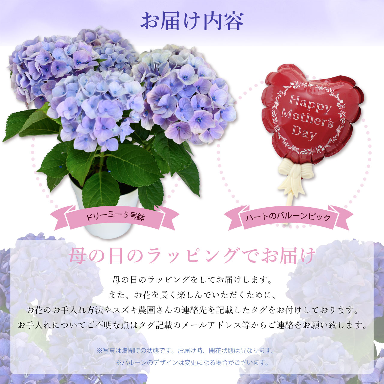 数量限定】紫陽花 ドリーミー ブルー 5号鉢 鉢植え ギフト 母の日