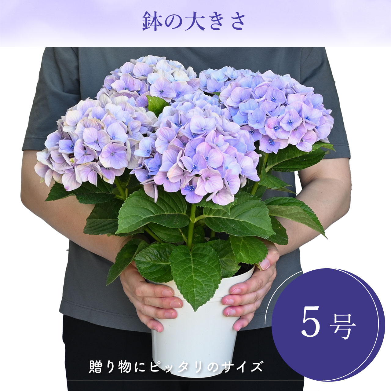 数量限定】紫陽花 ドリーミー ブルー 5号鉢 鉢植え ギフト 母の日