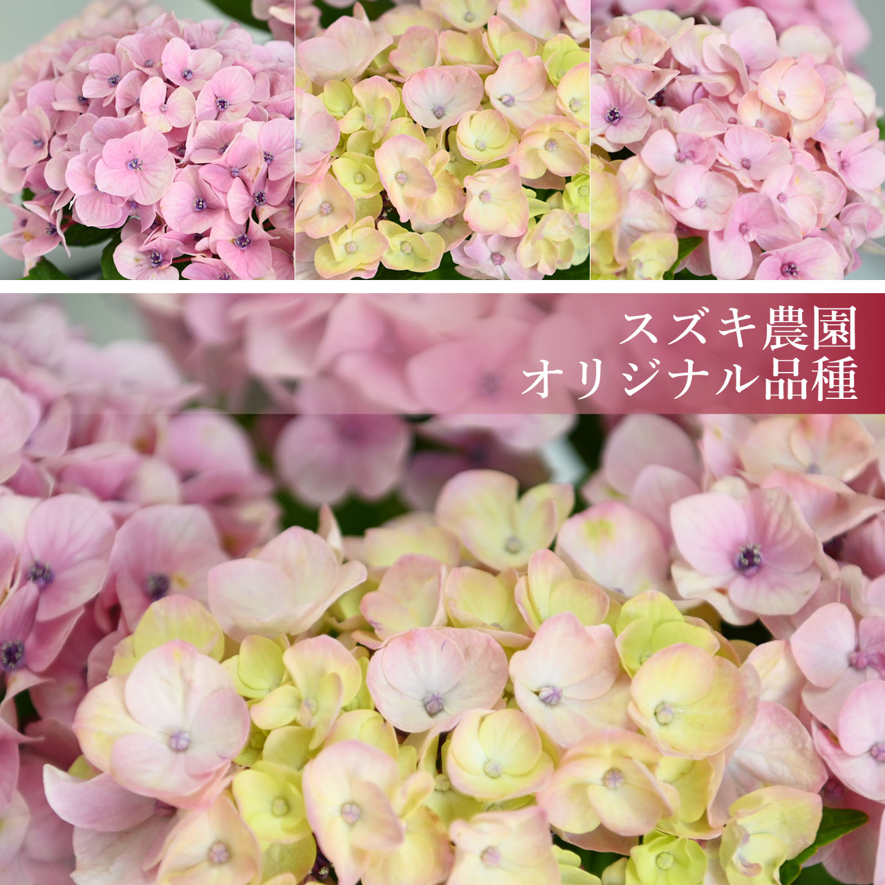 数量限定】紫陽花 ドリーミー ピンク 5号鉢 鉢植え ギフト 母の日