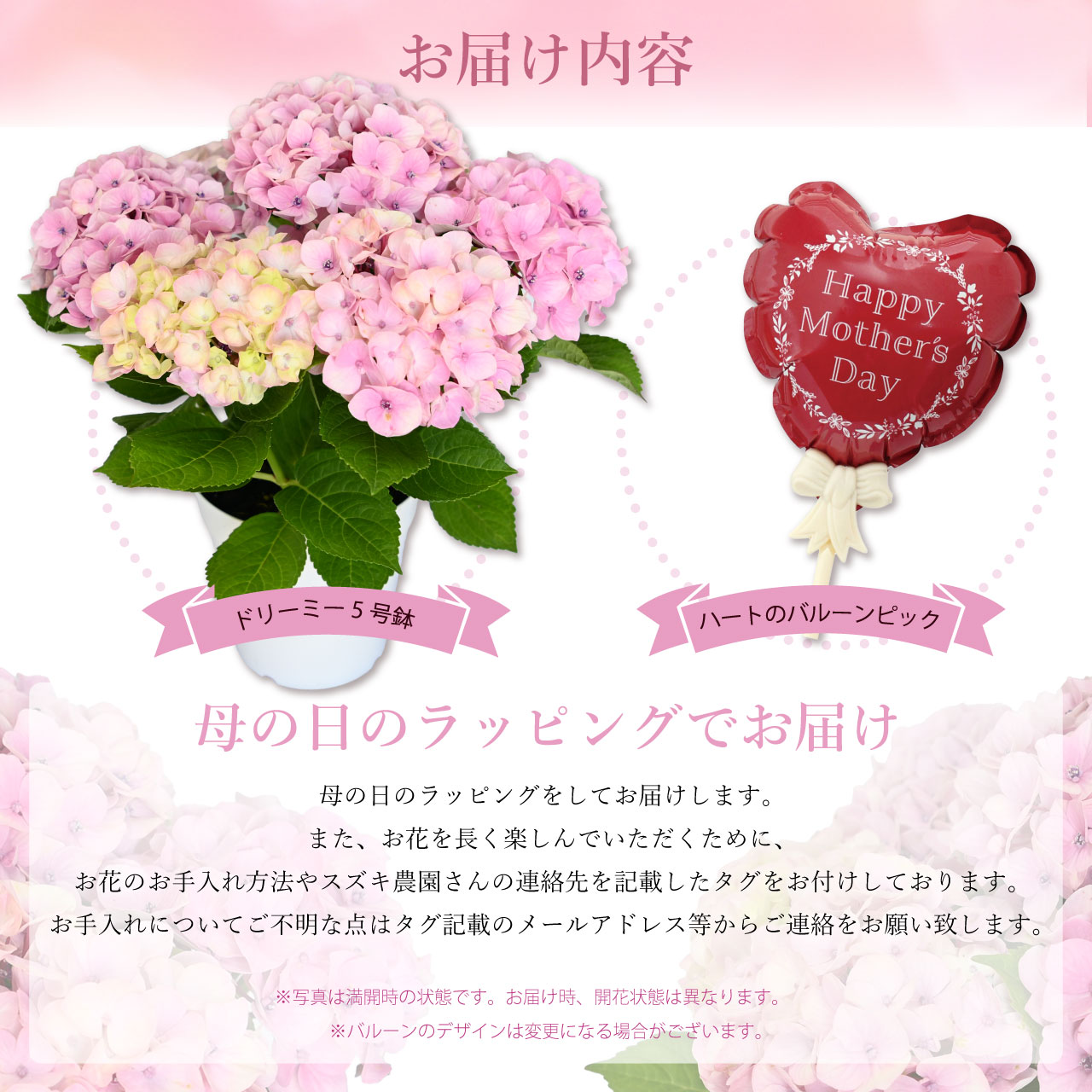 数量限定】紫陽花 ドリーミー ピンク 5号鉢 鉢植え ギフト 母の日