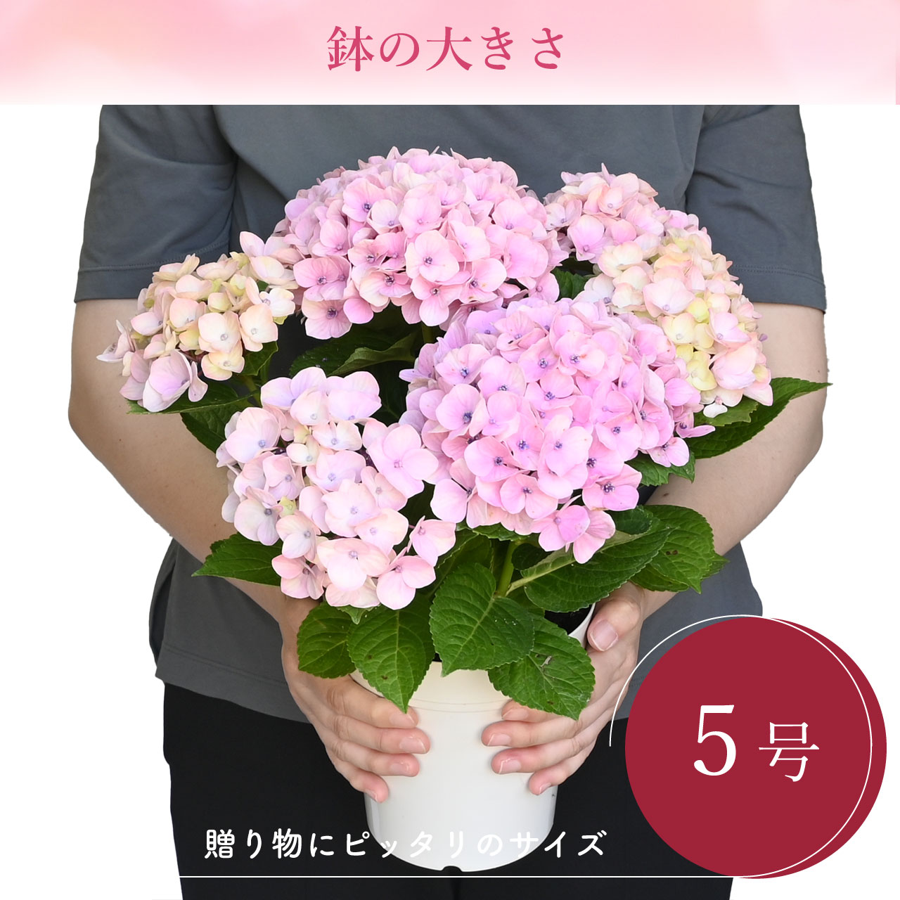 数量限定】紫陽花 ドリーミー ピンク 5号鉢 鉢植え ギフト 母の日