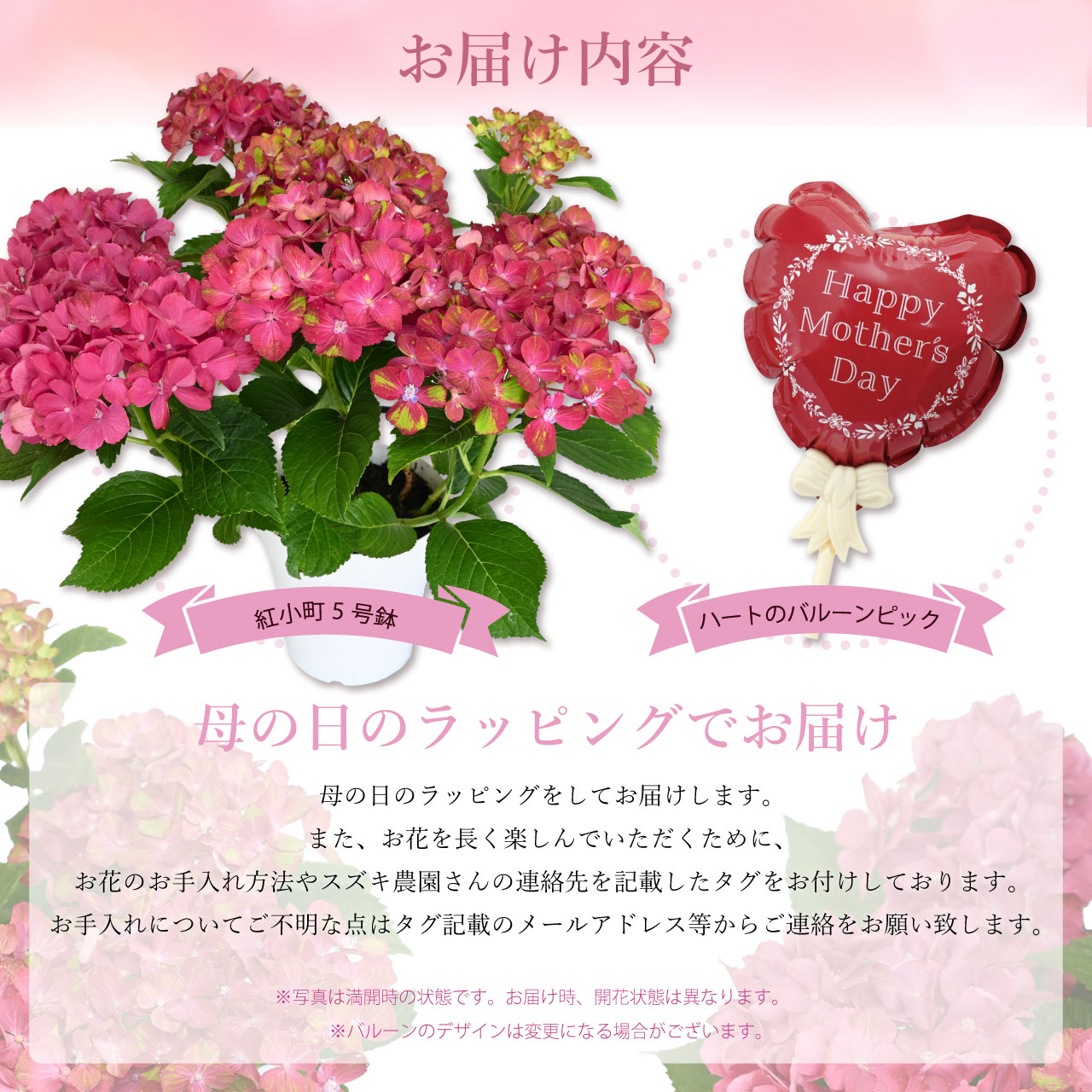 数量限定】紫陽花 紅小町 5号鉢 鉢植え ギフト 母の日プレゼント用