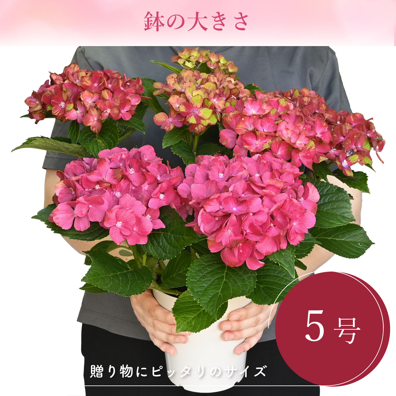 数量限定】紫陽花 紅小町 5号鉢 鉢植え ギフト 母の日プレゼント用