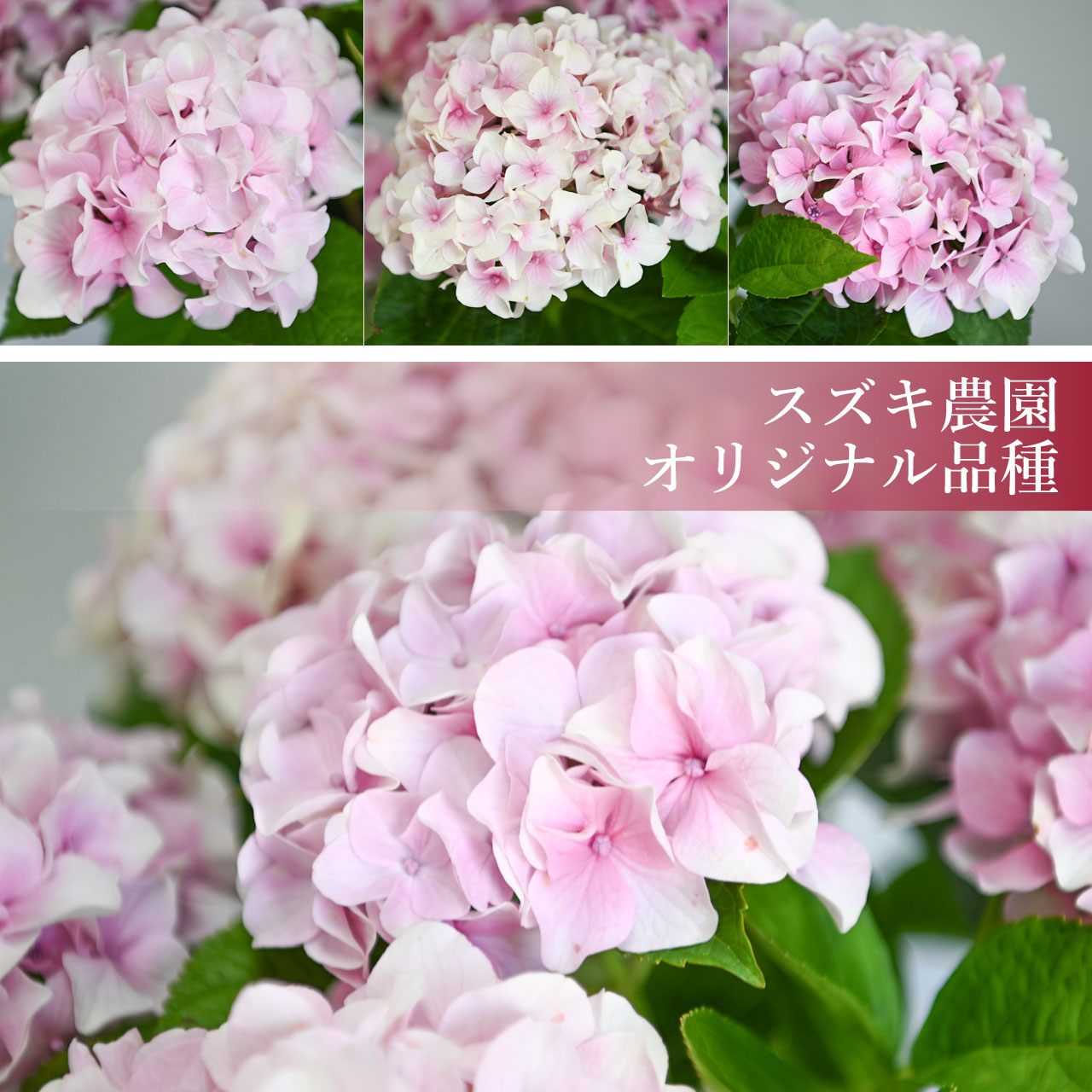 数量限定】紫陽花 コスモオーラ ピンク 5号鉢 鉢植え ギフト 母の日