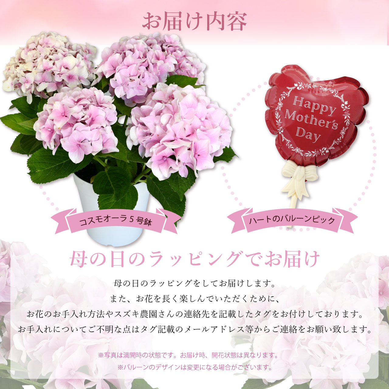 数量限定】紫陽花 コスモオーラ ピンク 5号鉢 鉢植え ギフト 母の日