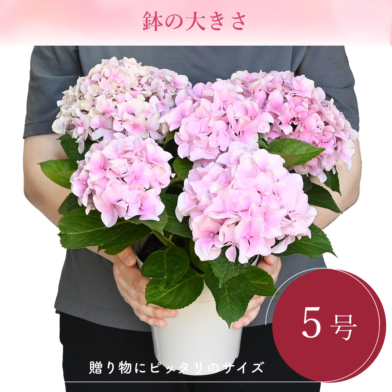 紫陽花　確認用 数量限定】紫陽花 コスモオーラ ピンク 5号鉢 鉢植え ギフト 母の日