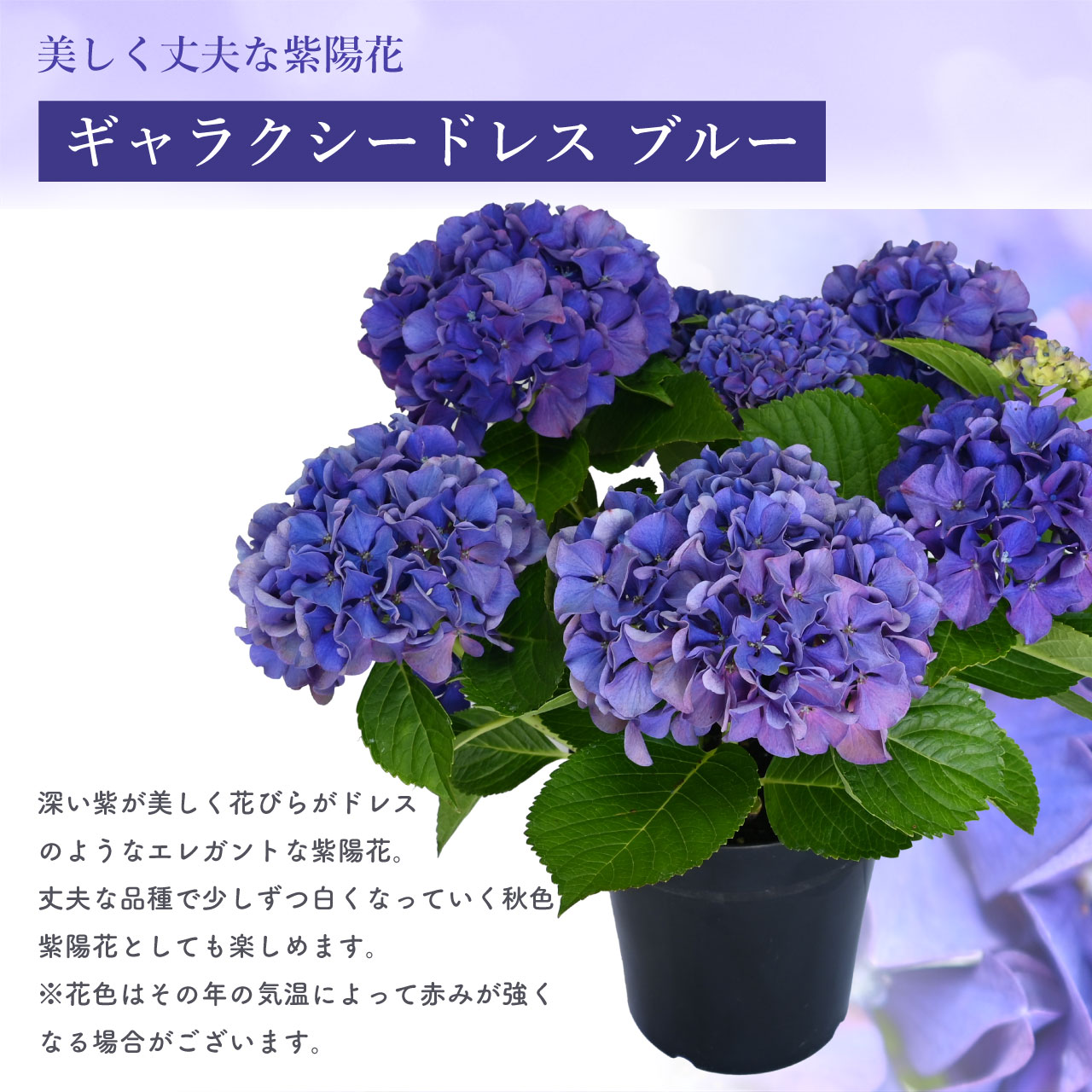 数量限定】紫陽花 ギャラクシードレス ブルー 5号鉢 鉢植え ギフト 母