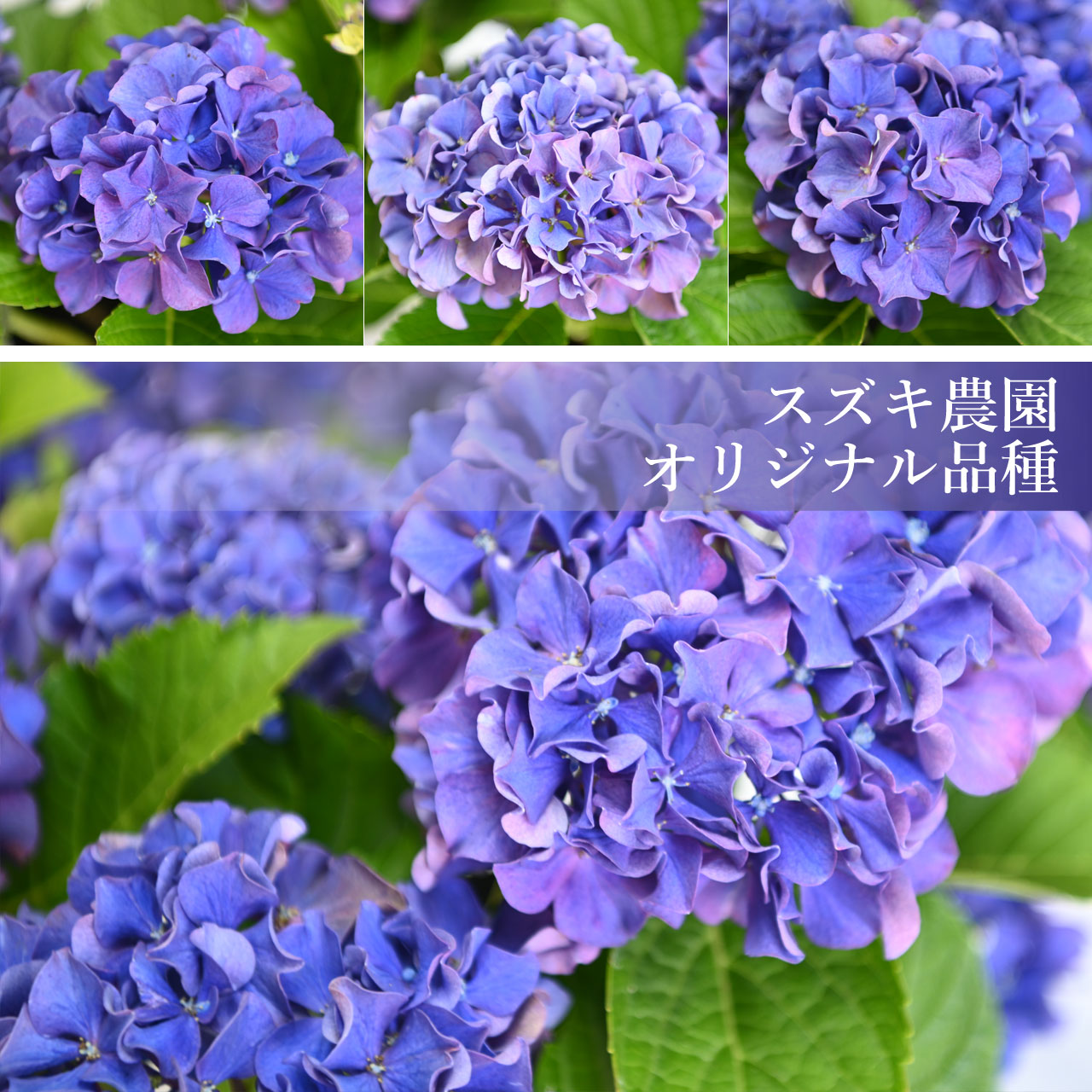 数量限定】紫陽花 ギャラクシードレス ブルー 5号鉢 鉢植え ギフト 母