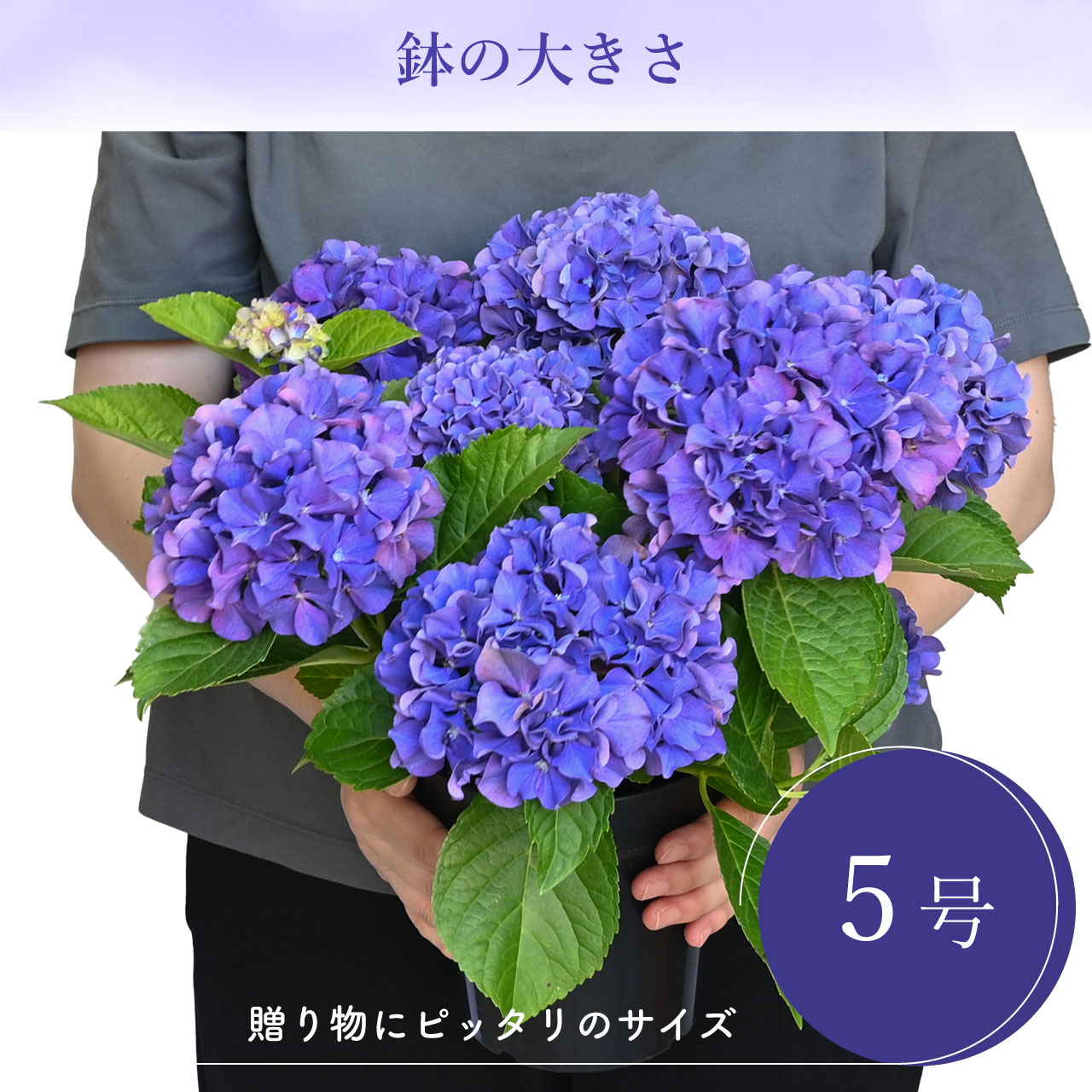 数量限定】紫陽花 ギャラクシードレス ブルー 5号鉢 鉢植え ギフト 母