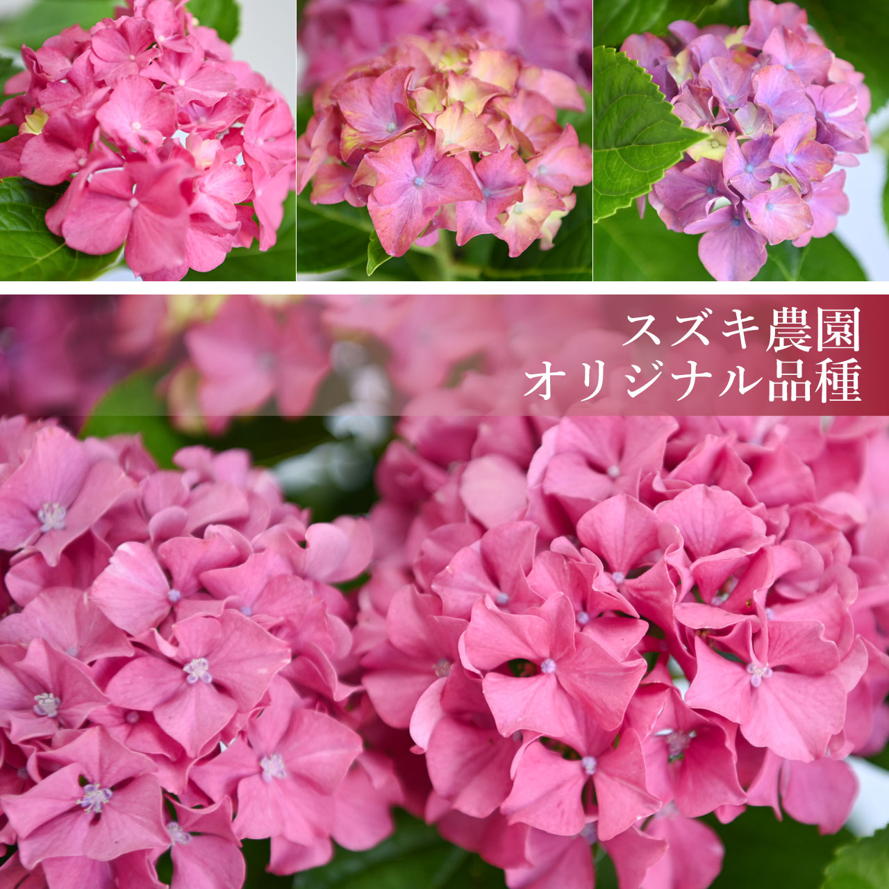 数量限定】紫陽花 ギャラクシードレス ピンク 5号鉢 鉢植え ギフト 母