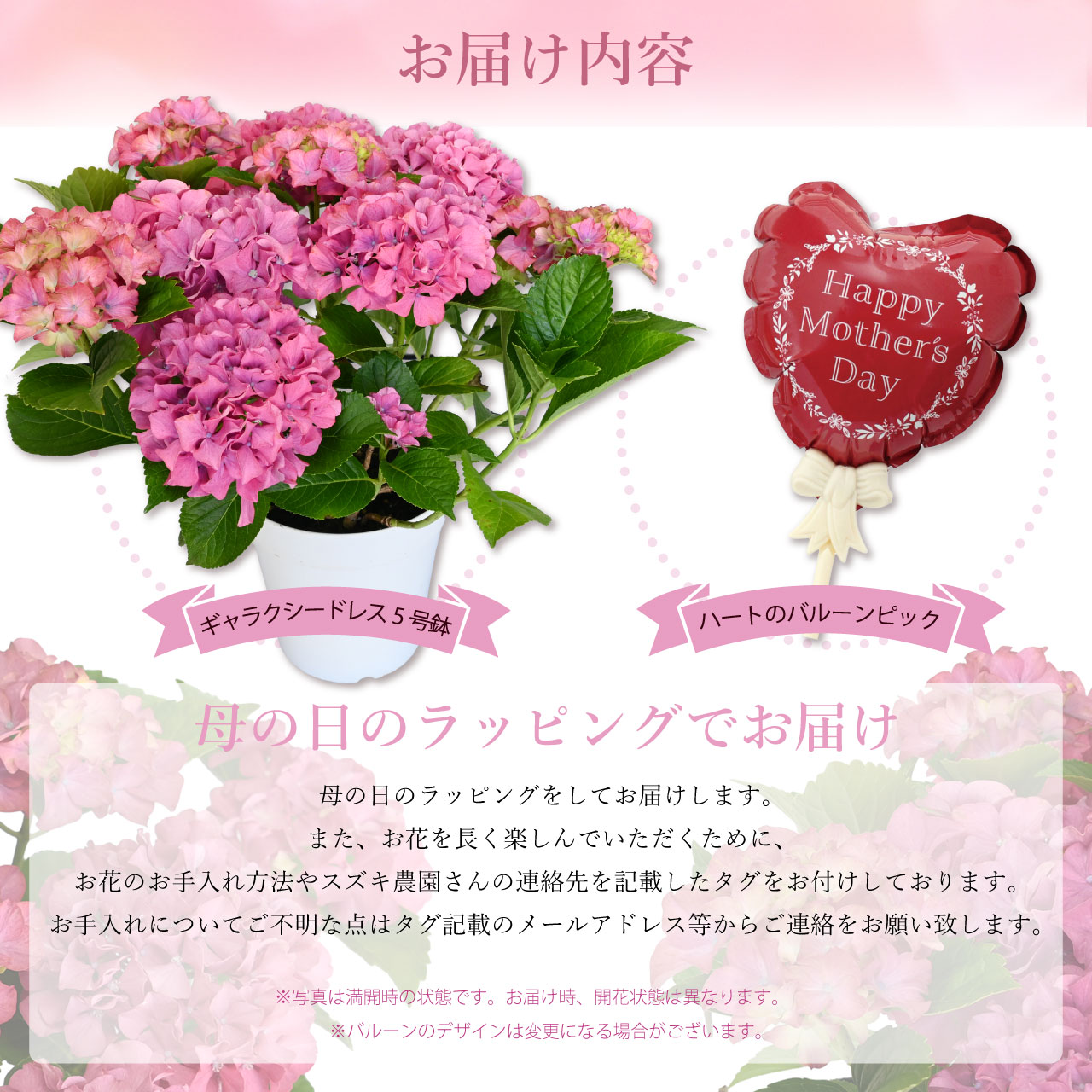 数量限定】紫陽花 ギャラクシードレス ピンク 5号鉢 鉢植え ギフト 母