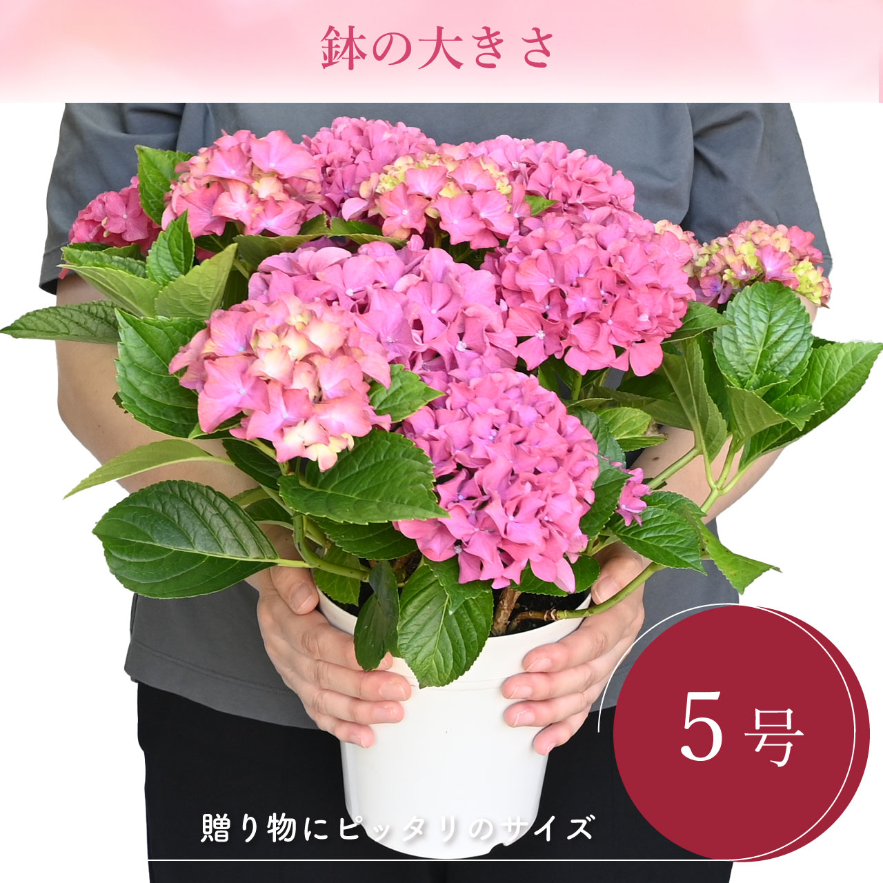 数量限定】紫陽花 ギャラクシードレス ピンク 5号鉢 鉢植え ギフト 母