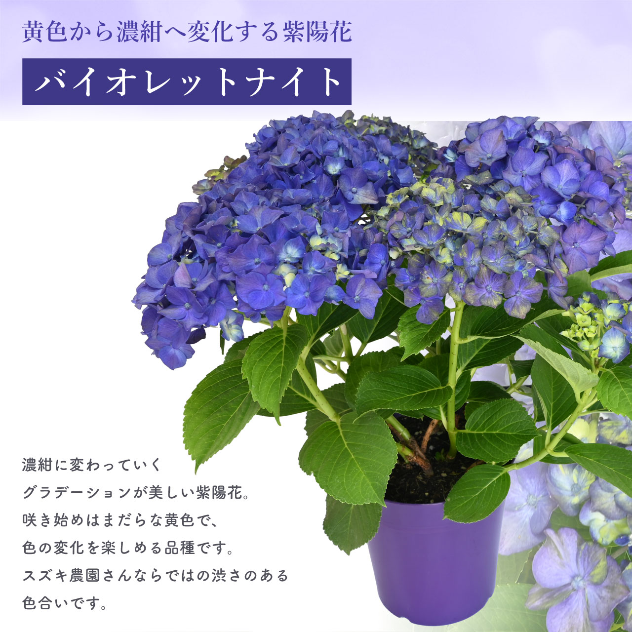 数量限定】紫陽花 バイオレットナイト 5号鉢 鉢植え ギフト 母の日