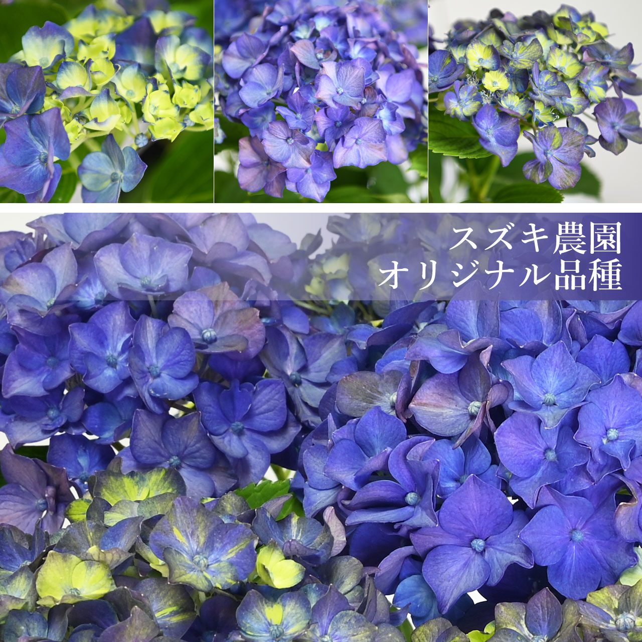 数量限定】紫陽花 バイオレットナイト 5号鉢 鉢植え ギフト 母の日