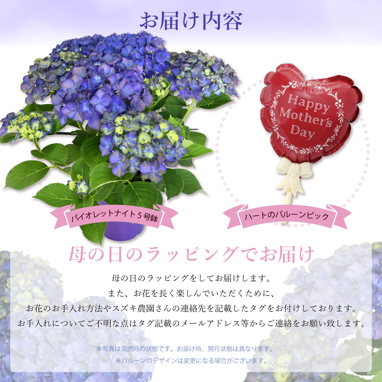 数量限定】紫陽花 バイオレットナイト 5号鉢 鉢植え ギフト 母の日