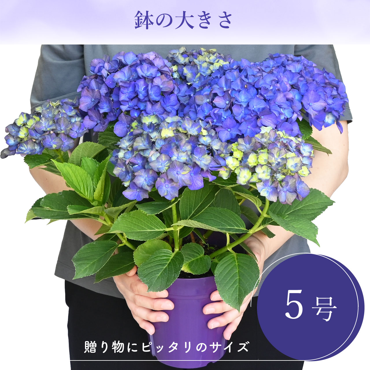 数量限定】紫陽花 バイオレットナイト 5号鉢 鉢植え ギフト 母の日