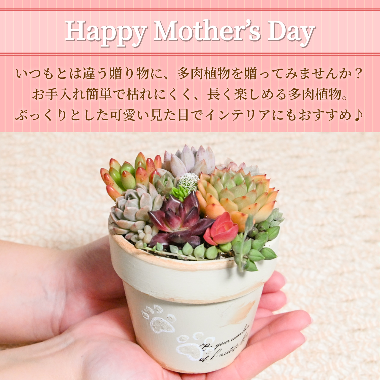 多肉寄せ植え 選べる鉢 レッド ブラック モスグリーン アイボリー 多肉