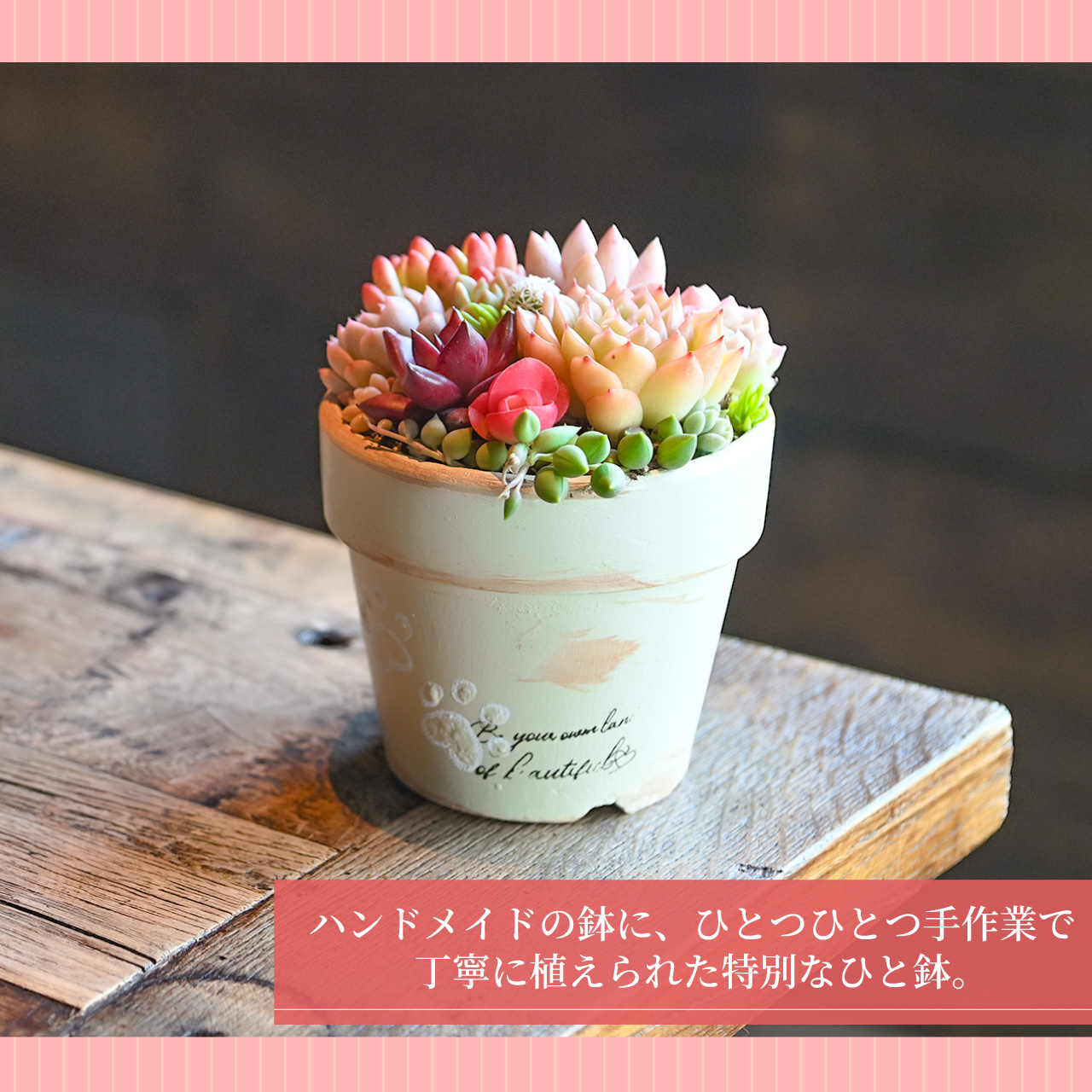 多肉寄せ植え 選べる鉢 レッド ブラック モスグリーン アイボリー 多肉