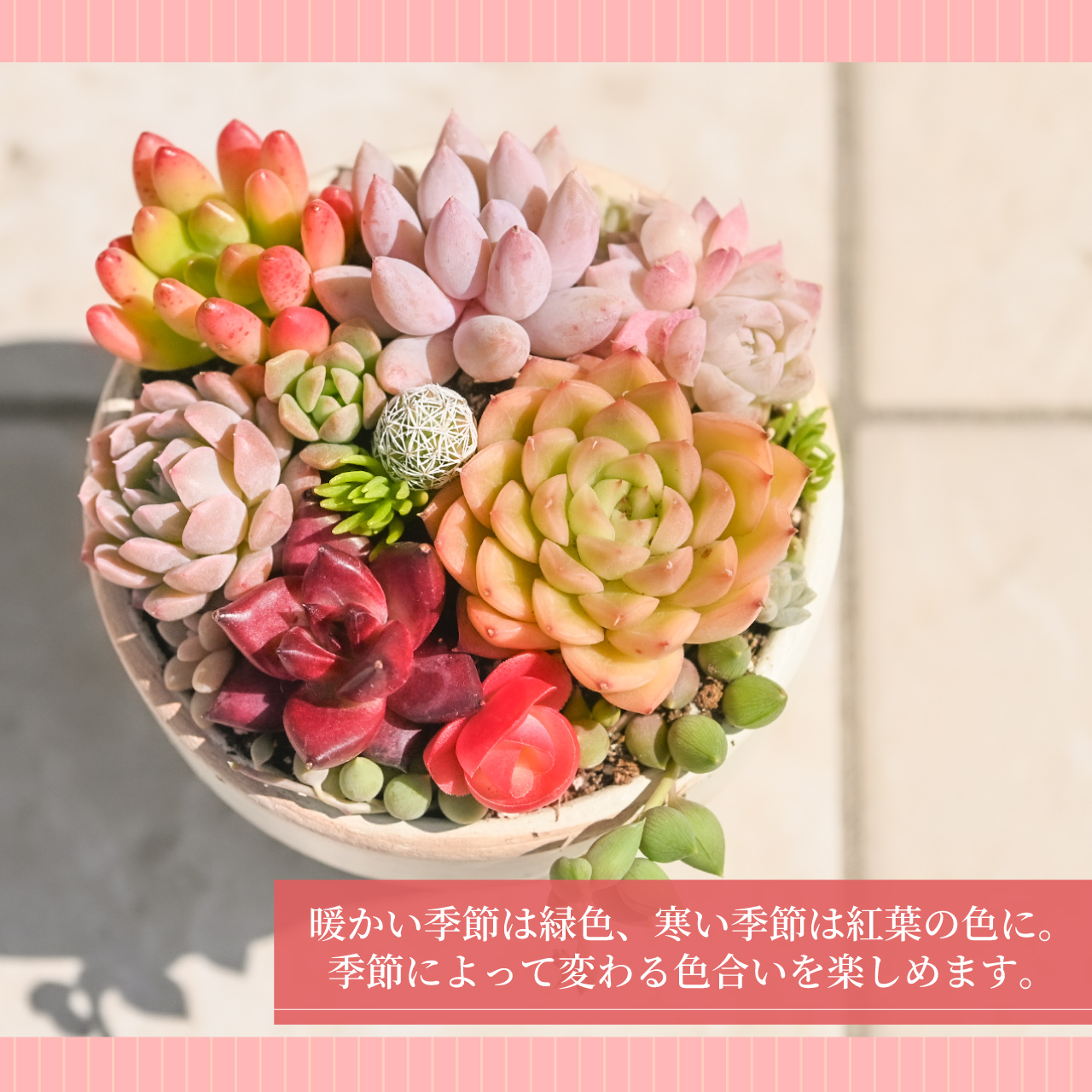 多肉寄せ植え 選べる鉢 レッド ブラック モスグリーン アイボリー 多肉