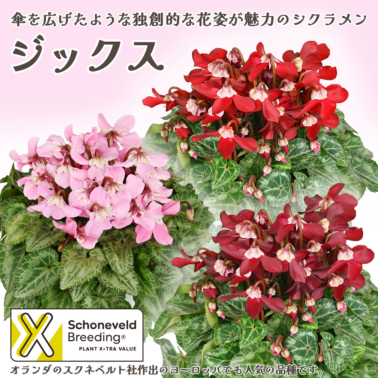 数量限定・送料無料】シクラメン ジックス レッド 4号 鉢植え