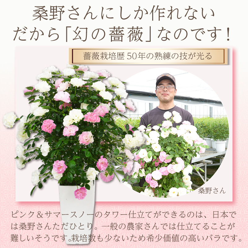 7号鉢 2色植え 幻の薔薇 ピンク＆サマースノー 母の日プレゼント用