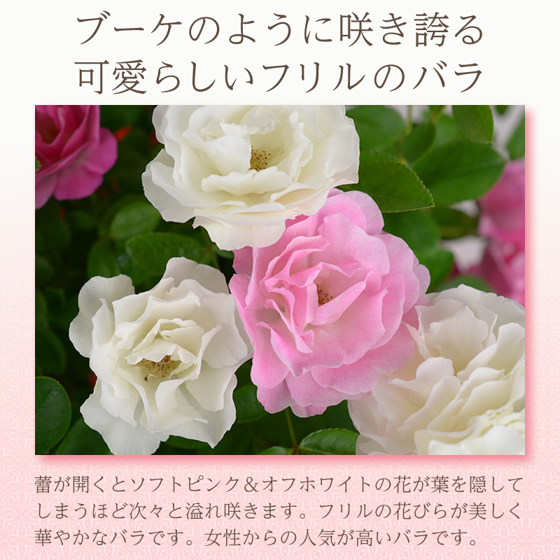 7号鉢 2色植え 幻の薔薇 ピンク＆サマースノー 母の日プレゼント用