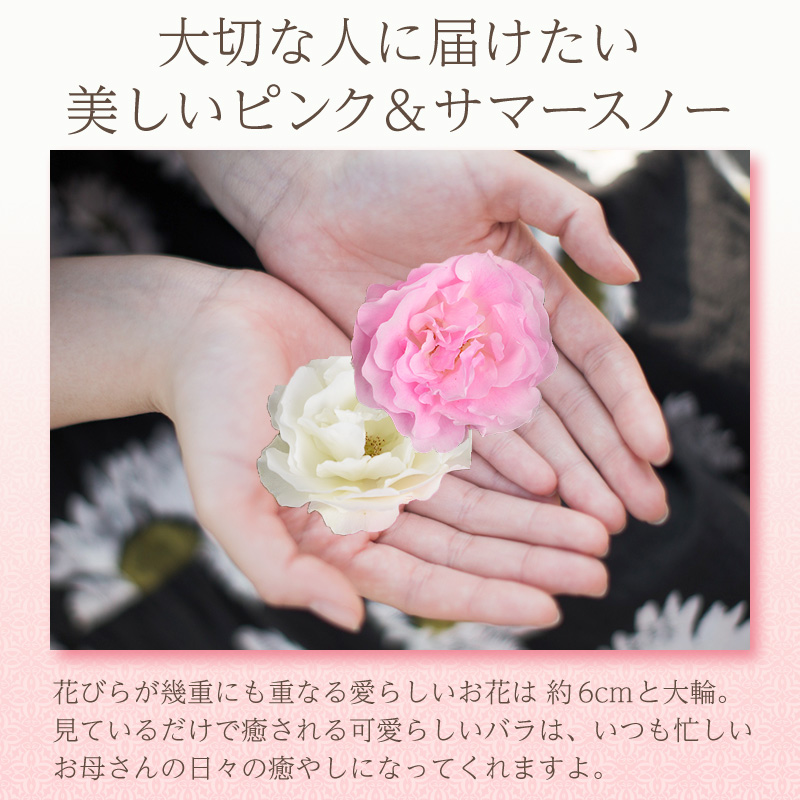7号鉢 2色植え 幻の薔薇 ピンク＆サマースノー 母の日プレゼント用