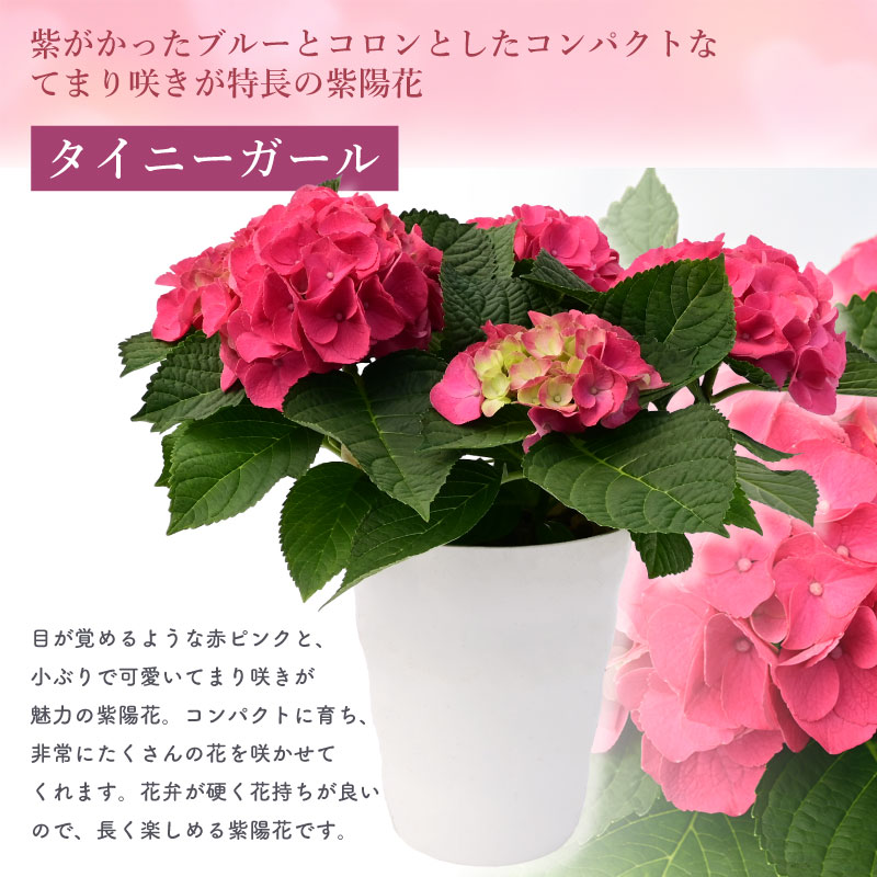 数量限定】紫陽花 あじさい タイニーガール 赤 4.5号鉢 鉢植え ギフト