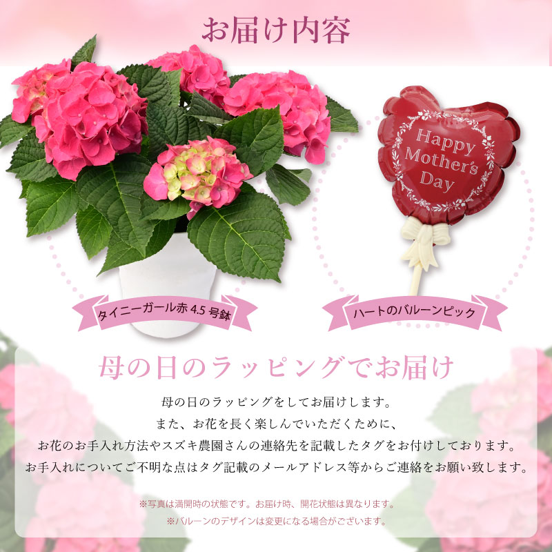 数量限定】紫陽花 あじさい タイニーガール 赤 4.5号鉢 鉢植え ギフト