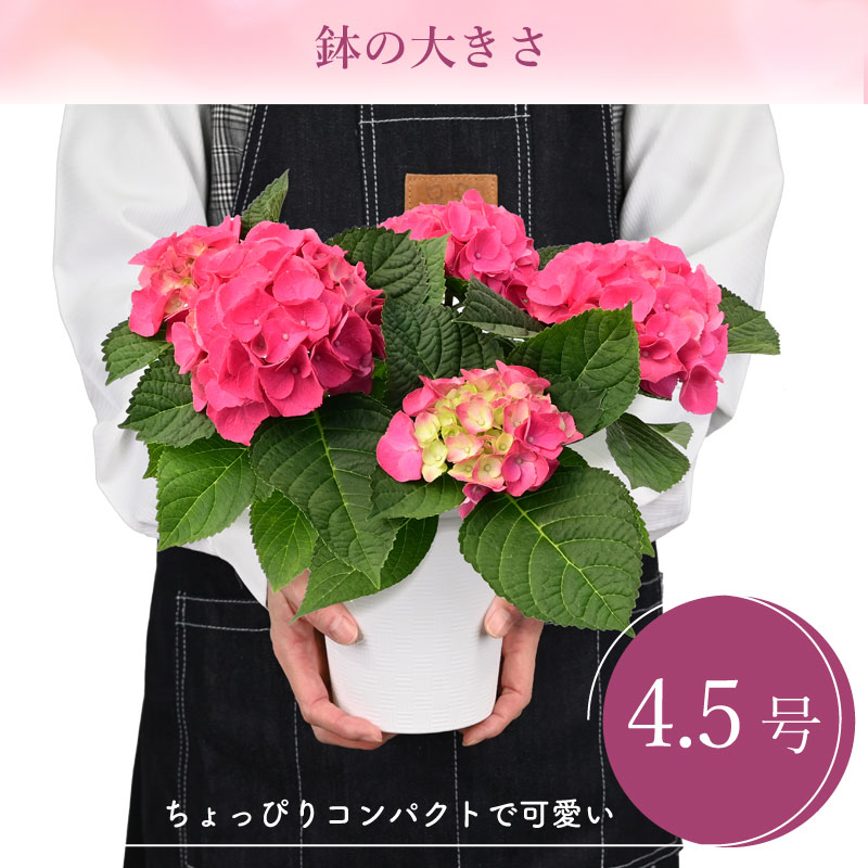 数量限定】紫陽花 あじさい タイニーガール 赤 4.5号鉢 鉢植え ギフト