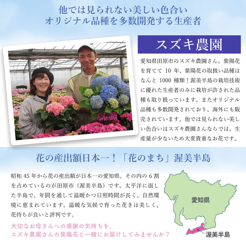 数量限定】紫陽花 ネイビーブルー 5号鉢 鉢植え ギフト 母の日