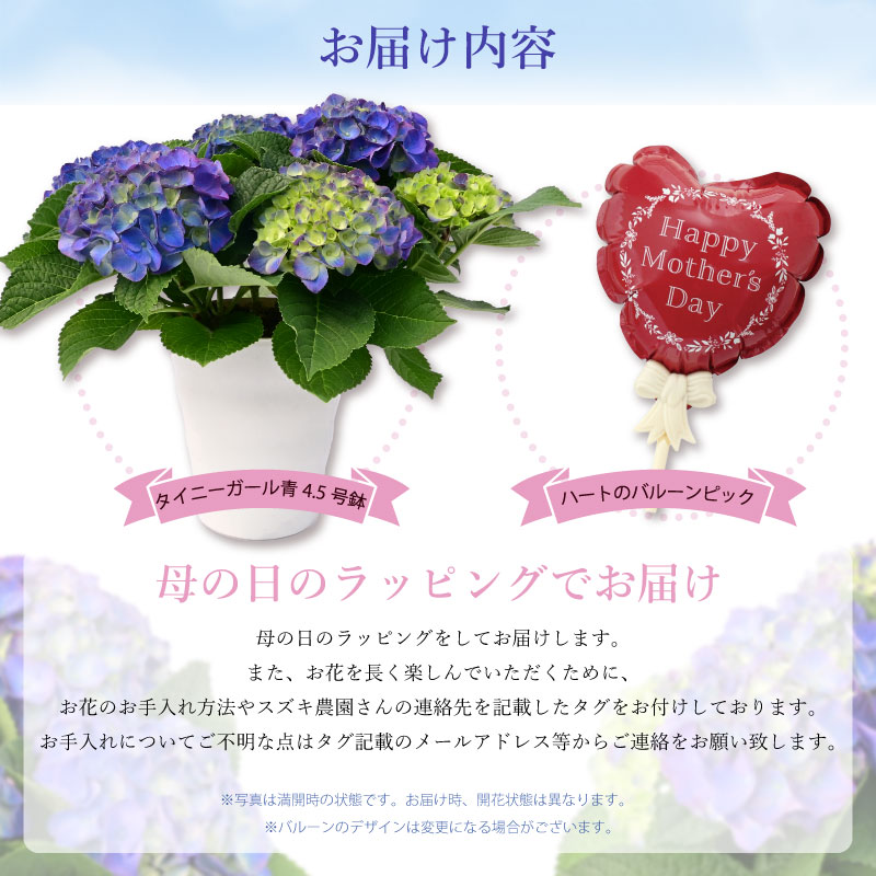 WONDERFUL WORLD 紫陽花 コサージュ ブルー 数量限定】紫陽花 あじさい タイニーガール 青 4.5号鉢 鉢植え ギフト