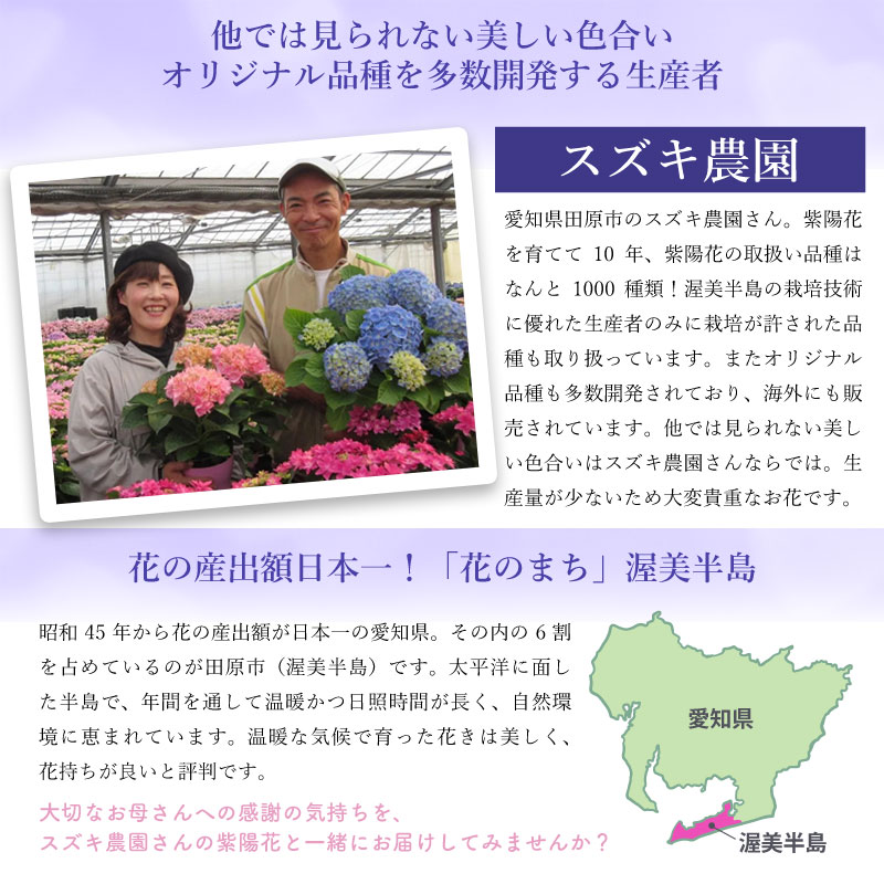 数量限定】紫陽花 バイオレットナイト 5号鉢 鉢植え ギフト 母の日
