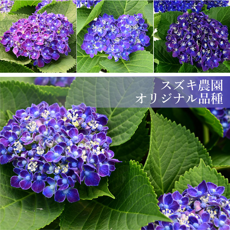 数量限定】紫陽花 ネイビーブルー 5号鉢 鉢植え ギフト 母の日