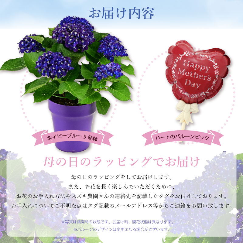 数量限定】紫陽花 ネイビーブルー 5号鉢 鉢植え ギフト 母の日