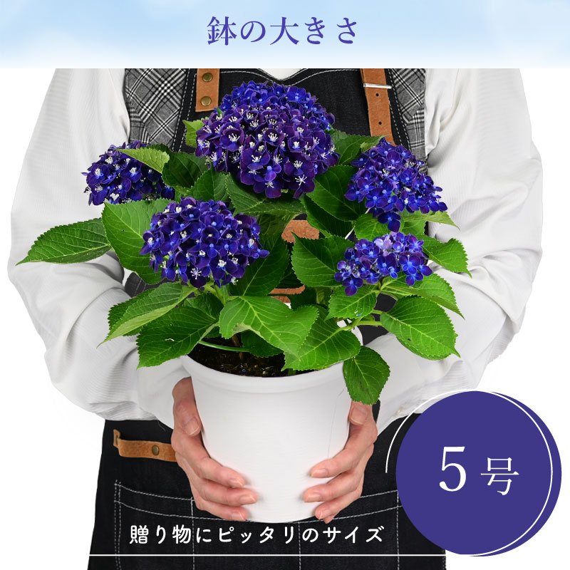 数量限定】紫陽花 ネイビーブルー 5号鉢 鉢植え ギフト 母の日