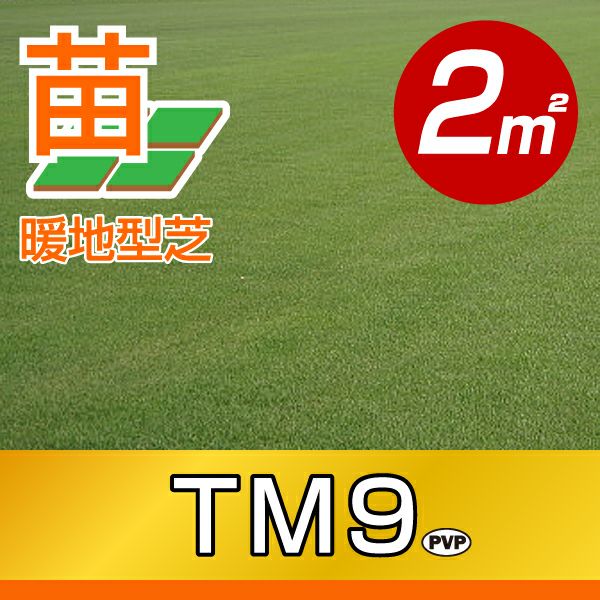 2平米 TM9】省管理型高麗芝 TM9 ティーエムナイン 登録品種