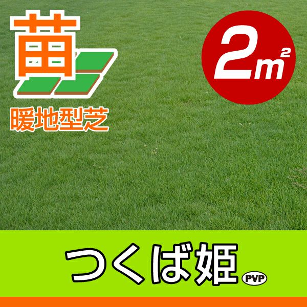 2平米 つくば姫】つくば姫 姫高麗芝 登録品種 張り芝用 つくば産 2 2平米 つくば姫】つくば姫 姫高麗芝 登録品種 張り芝用 つくば産 2