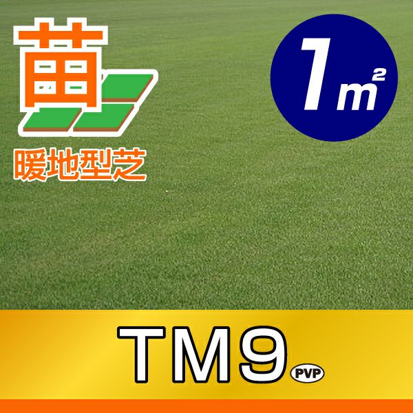 1平米 TM9】省管理型高麗芝 TM9 ティーエムナイン 登録品種 1平米 TM9】省管理型高麗芝 TM9 ティーエムナイン 登録品種