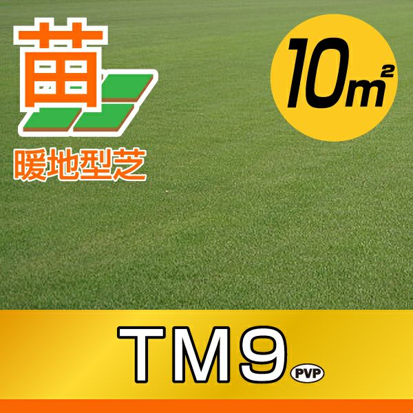 10平米 TM9】省管理型高麗芝 TM9 ティーエムナイン 登録品種