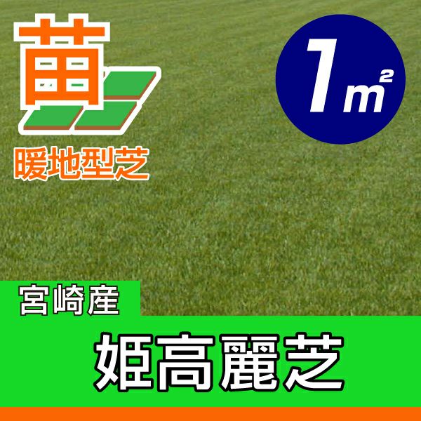 1平米 姫高麗芝】姫高麗芝 張り芝用 宮崎産 1平米(0.3坪分) 園芸 1平米 姫高麗芝】姫高麗芝 張り芝用 宮崎産 1平米(0.3坪分) 園芸