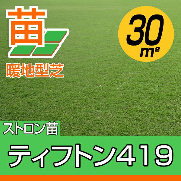 30平米 ティフトン419 蒔き芝】ティフトン419 蒔き芝用 約30平米(9