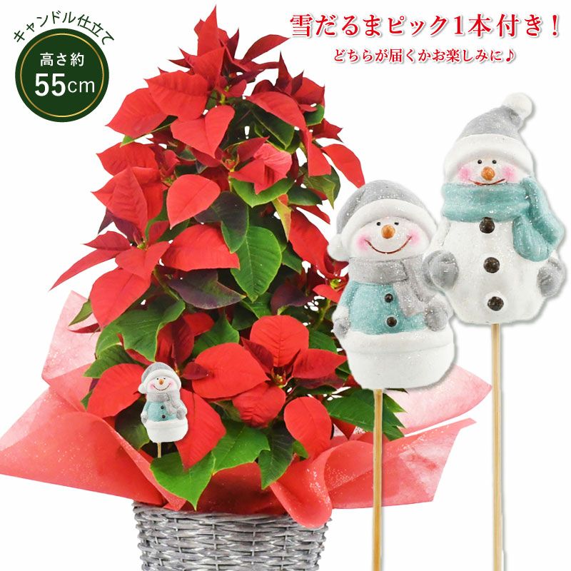  クリスマスポインセチア 食器セット12月15日まで 000000005692-01.jpg?size=l&w=