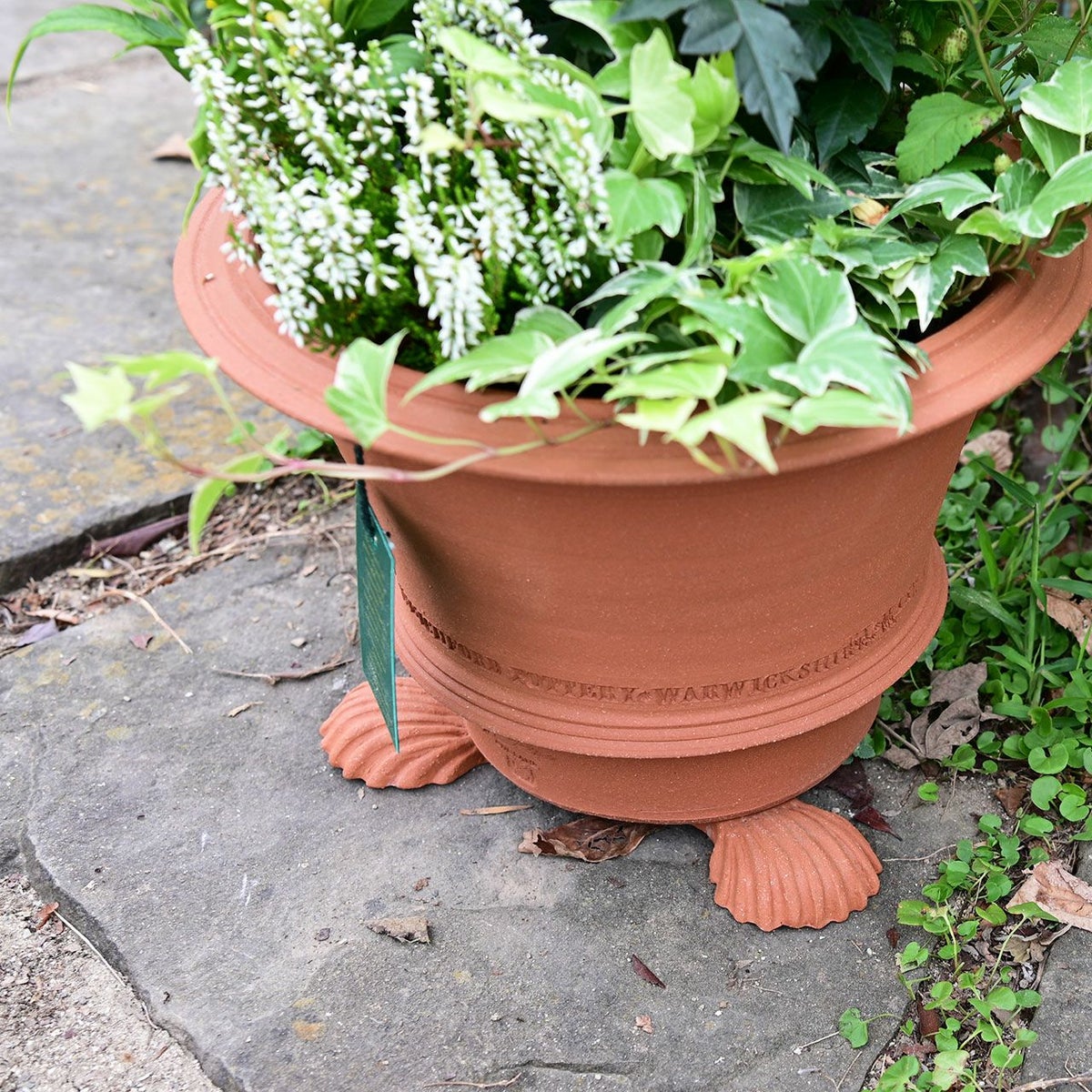 ポットフィートシェル 貝殻 Sサイズ