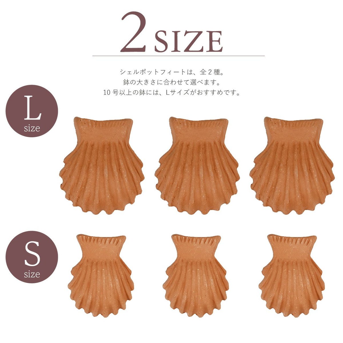 ポットフィートシェル 貝殻 Sサイズ
