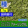 ペレニアルライグラス アメージングXL