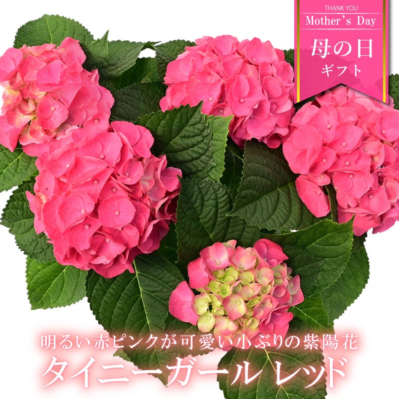 紫陽花さま専用 アジサイ 静寂 9cmポット 加茂 KAMOセレクション ハイドランジア 苗
