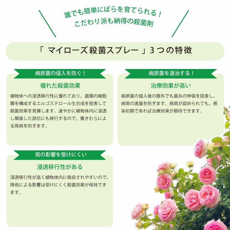 住友化学園芸 殺菌剤 マイローズ殺菌スプレー 950ml KINCHO園芸