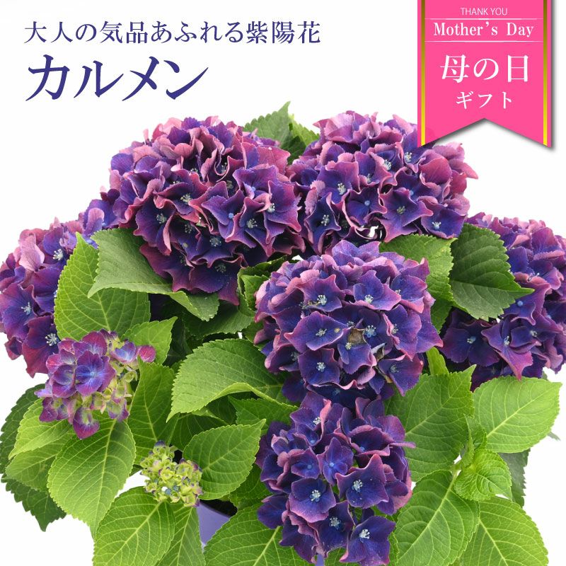 000000005963-01.jpg?size=l&w=